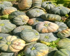 Normal Pumkin seed for sale in Barpeta