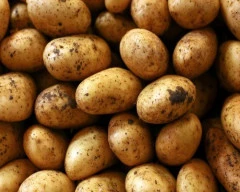 A Grade Quality Potato required in Chandigarh
