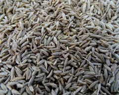 Brown Jeera required in Ballia