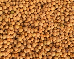 Natural Soyabean required in Ghaziabad