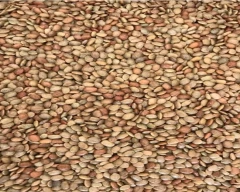 Normal Horse Gram for sale in Erode