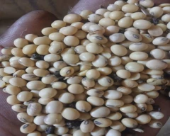 Normal Mawa for sale in Buldhana