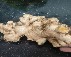 A Grade Quality Ginger for sale in Bengaluru Urban