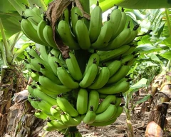 G-9 Banana for sale in YSR District