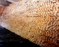 B Grade Quality Jute for sale in Nadia