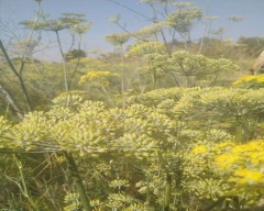 Normal Fennel Seeds for sale in Dhar