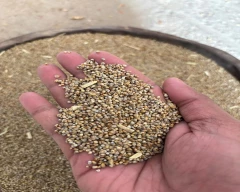 Normal Bajra for sale in Etah