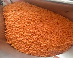 Normal Masoor Dal for sale in Ernakulam