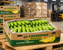 G-9 Banana for sale in Akola