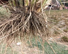 Normal Vetiver Roots for sale in Sitapur
