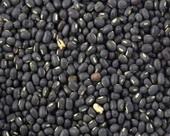 Indian Urad Dal for sale in Wanaparthy
