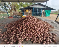 Normal Beetroot for sale in Pune