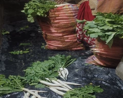 White Radish for sale in Ballia