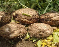 A Grade Quality Elephant Yam for sale in Krishna