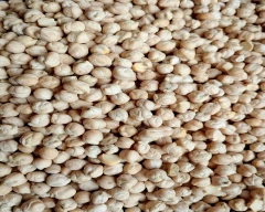 Indian Chana Dal for sale in Nandyal