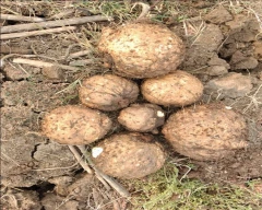 A Grade Quality Elephant Yam for sale in Krishna