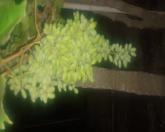 Normal Grapes for sale in Vijayapura