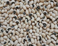 Normal Cowpea for sale in Davangere