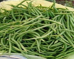 Normal French beans for sale in Aurangabad