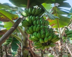 Rasthali Banana for sale in Annamayya