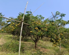 Nagpuri Orange for sale in Nagpur