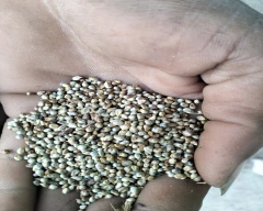 B Grade Quality Bajra for sale in Aligarh