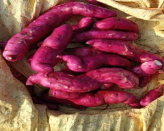 Hybrid Sweet Potato for sale in Anantapur