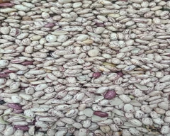 Chitra Rajma for sale in Beed