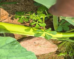 Normal Bottle Gourd for sale in Khammam