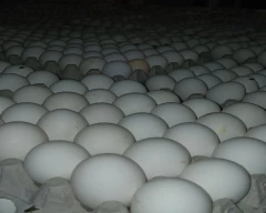 White Egg for sale in Jind