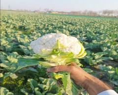 Hybrid Cauliflower for sale in Kurukshetra