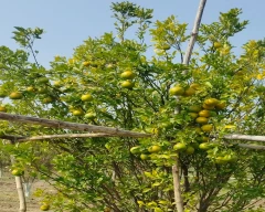 Nagpuri Orange for sale in Nagpur