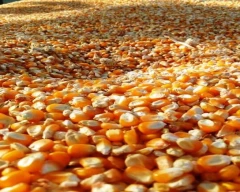 A Grade Quality Maize for sale in Akola