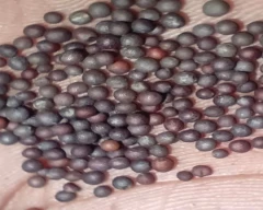 Black Mustard for sale in Bhilwara