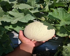 Normal Muskmelon for sale in Amravati