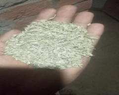 Normal Fennel Seeds for sale in Dungarpur