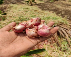 B Grade Quality Small Onion for sale in Chamarajanagar