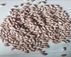 Normal Rajma for sale in Latur
