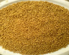 A Grade Quality Wheat for sale in Karnal