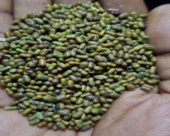 Seed Dhaincha for sale in Bharatpur
