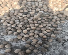 Normal Baheda for sale in Jabalpur