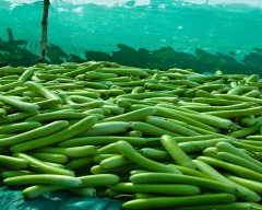 Normal Bottle Gourd for sale in Raipur