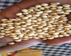 Normal Soya DOC for sale in Dharwad