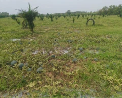 Hybrid Watermelon for sale in Bhadradri Kothagudem