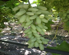 White seedless Grapes for sale in Osmanabad
