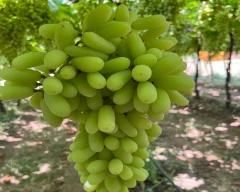 Normal Grapes for sale in Ahmednagar
