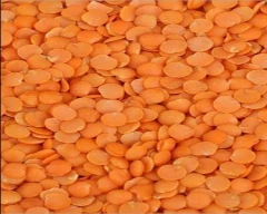 Indian Masoor Dal for sale in Nanded