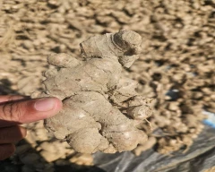 A Grade Quality Ginger for sale in Lucknow