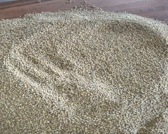 A Grade Quality Bajra for sale in Raichur