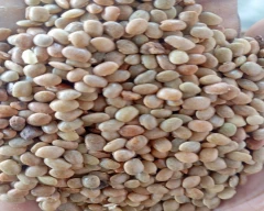 Normal Horse Gram for sale in Erode